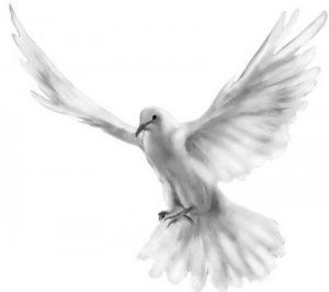 white_pigeon.jpg